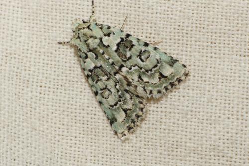 Nyctobrya muralis
